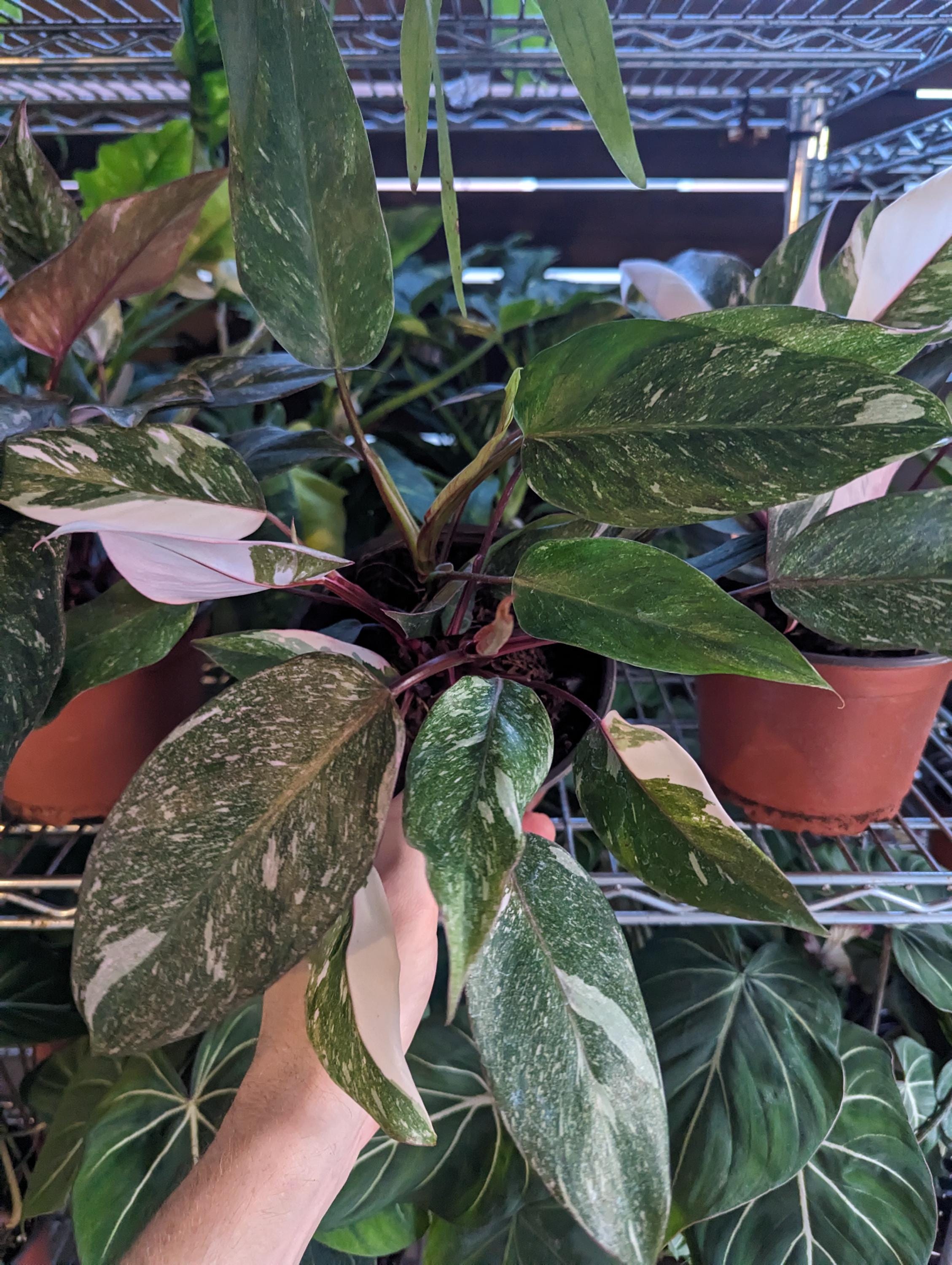 Philodendron Pink Princess Galaxy in 6 Inch Pot XL - Highly Variegated form of Pink Princess