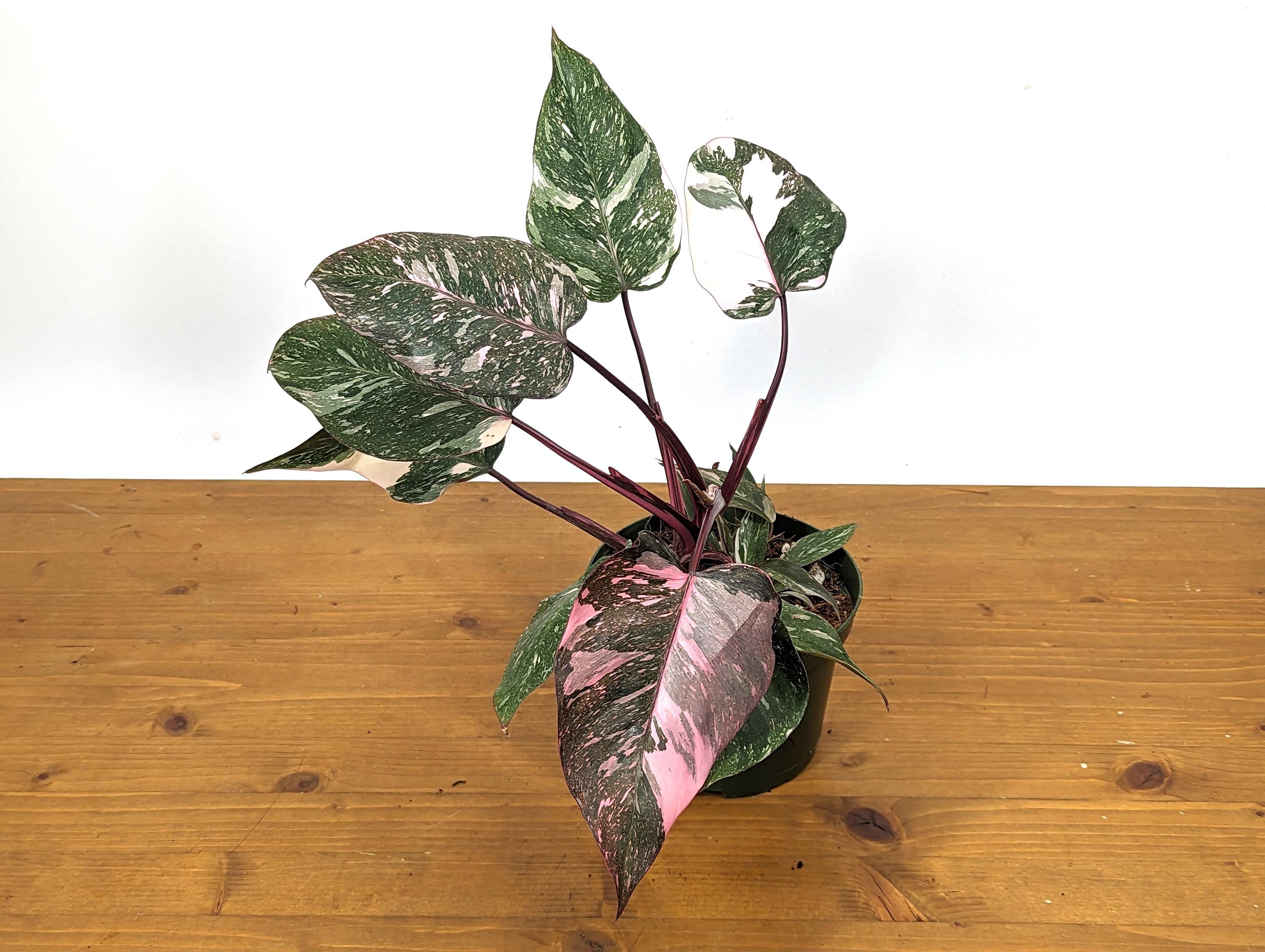 Philodendron Pink Princess Galaxy in 6 Inch Pot XL - Highly Variegated form of Pink Princess