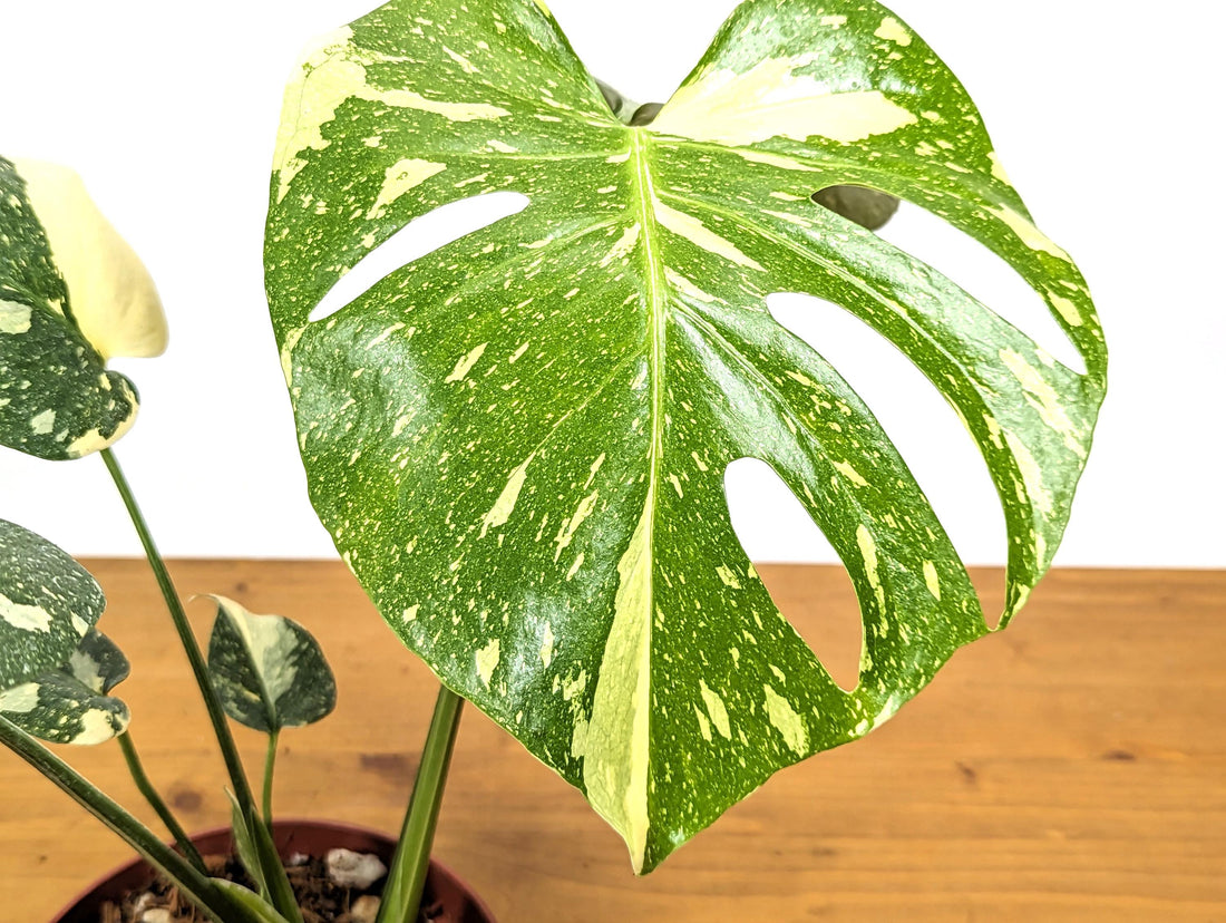 Exact Monstera Thai Constellation Green Snow 6 Inch 1 Gallon Pot - 