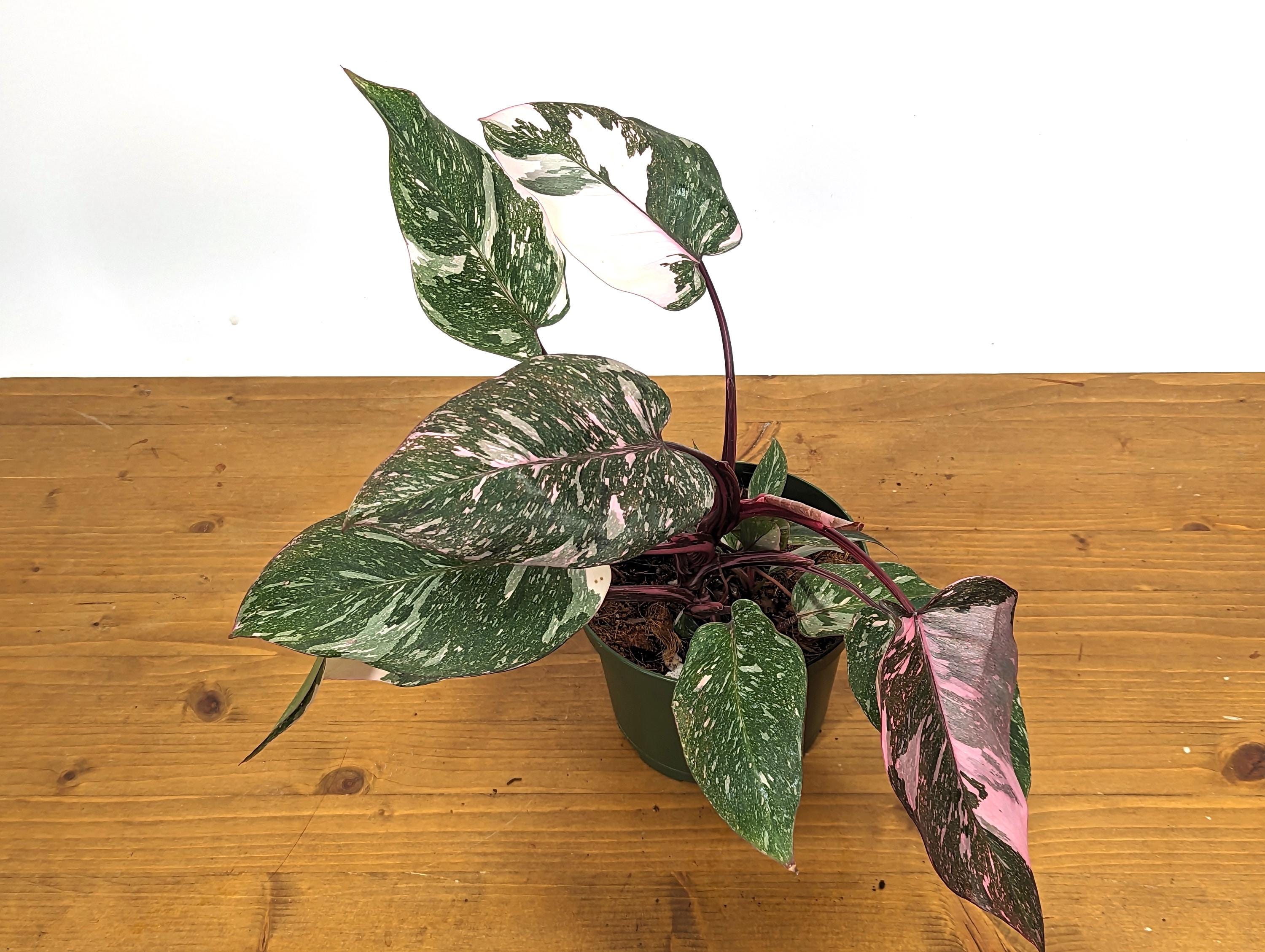 Philodendron Pink Princess Galaxy in 6 Inch Pot XL - Highly Variegated form of Pink Princess