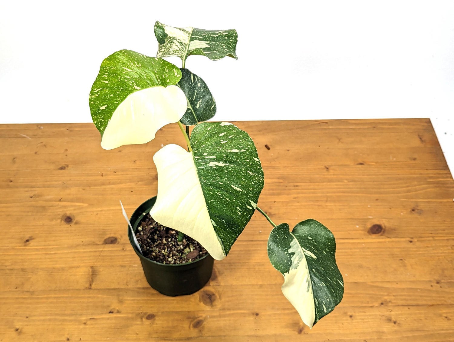 Half Moon Monstera Thai Constellation 6 Inch 1 Gallon Pot - 