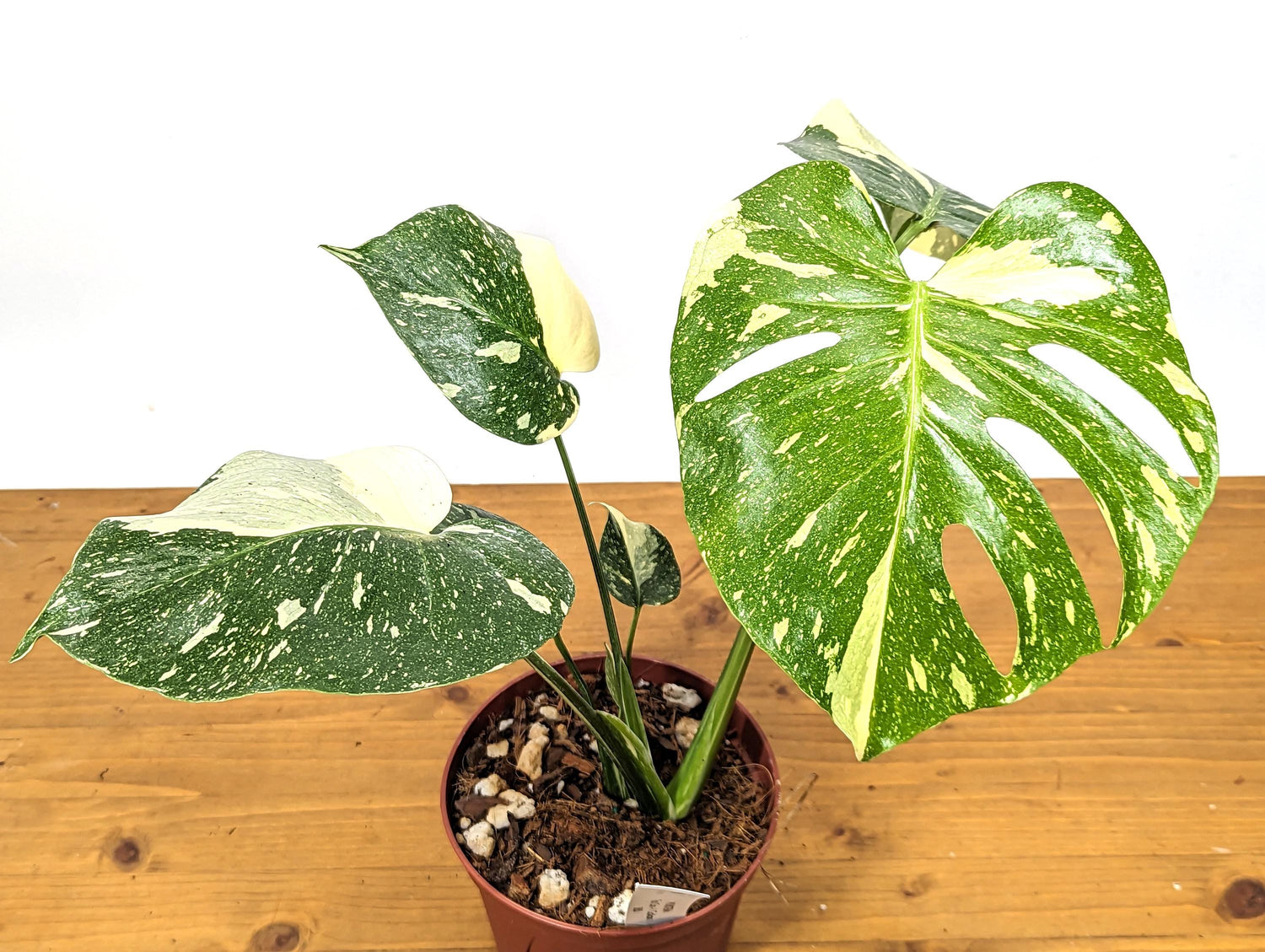 Exact Monstera Thai Constellation Green Snow 6 Inch 1 Gallon Pot - 