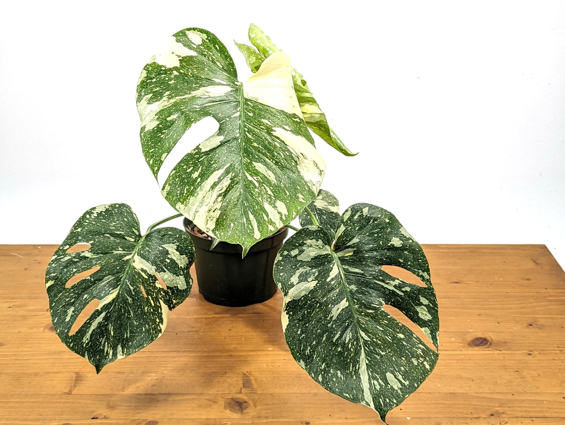 Exact Monstera Thai Constellation Green Snow 6 Inch 1 Gallon Pot -  