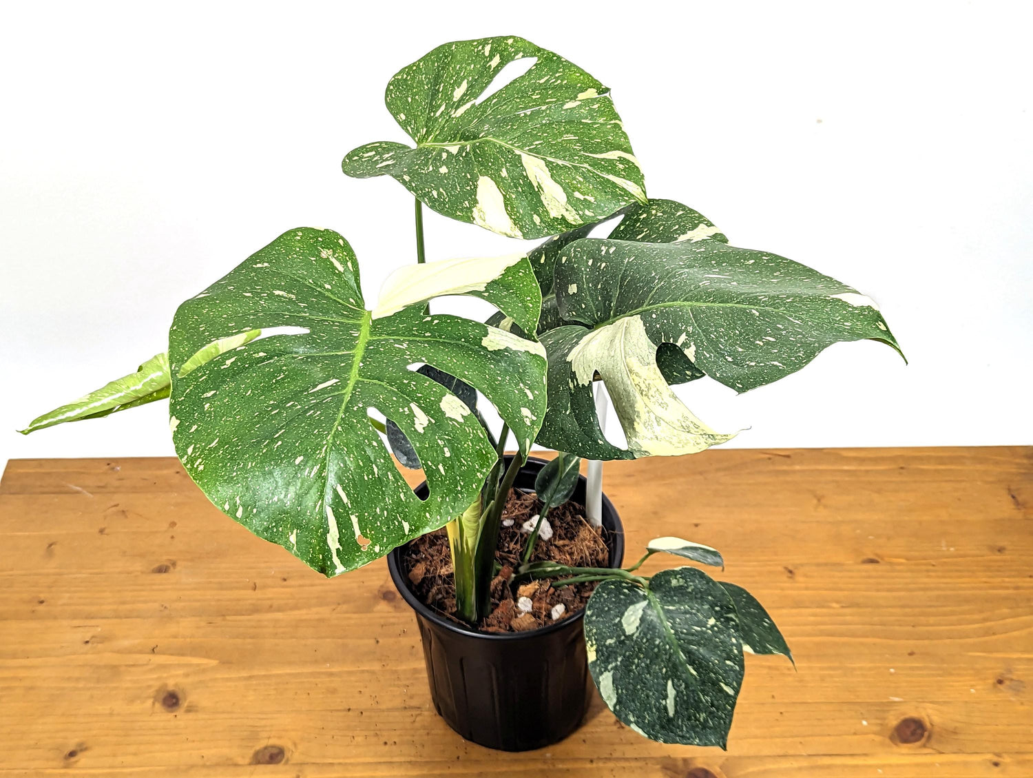 Exact Monstera Thai Constellation 2 PLANTS Fenestrated 1 Gallon Pot - 