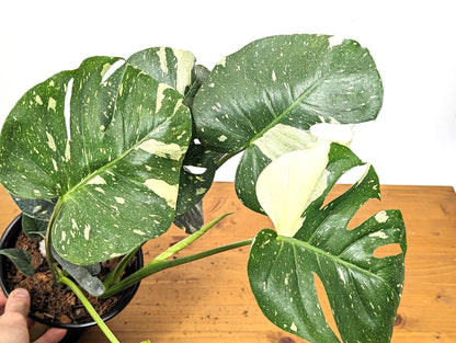 Exact Monstera Thai Constellation 2 PLANTS Fenestrated 1 Gallon Pot - 