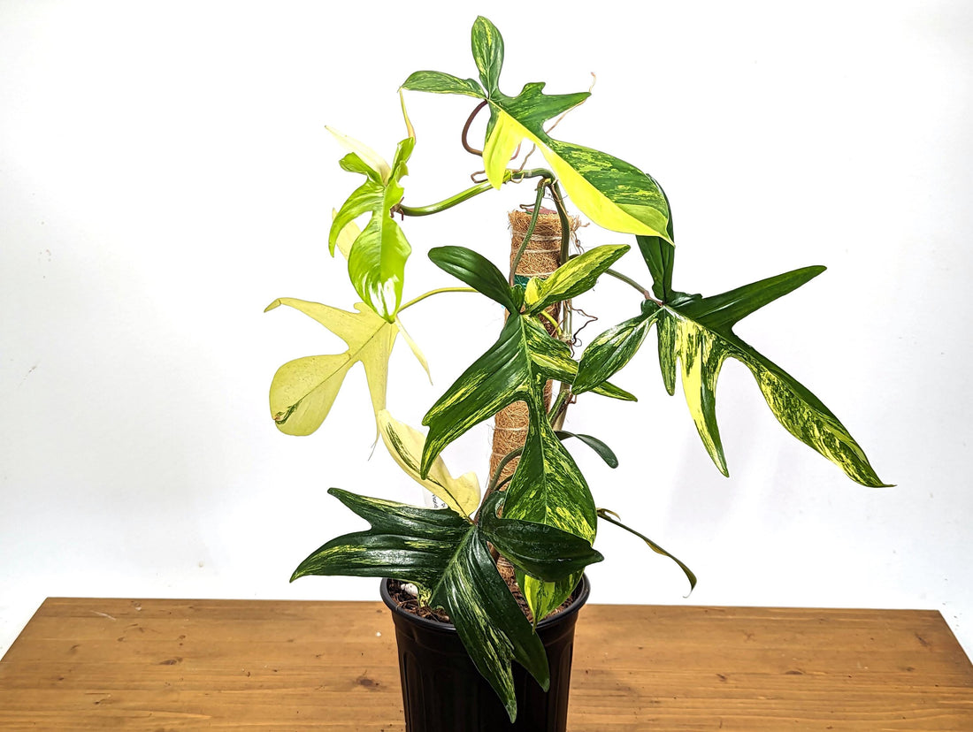 Exact Philodendron Florida Beauty 1 Gallon Pot - 7+ Leaves - Variegated With 12&quot; Coco Pole - 