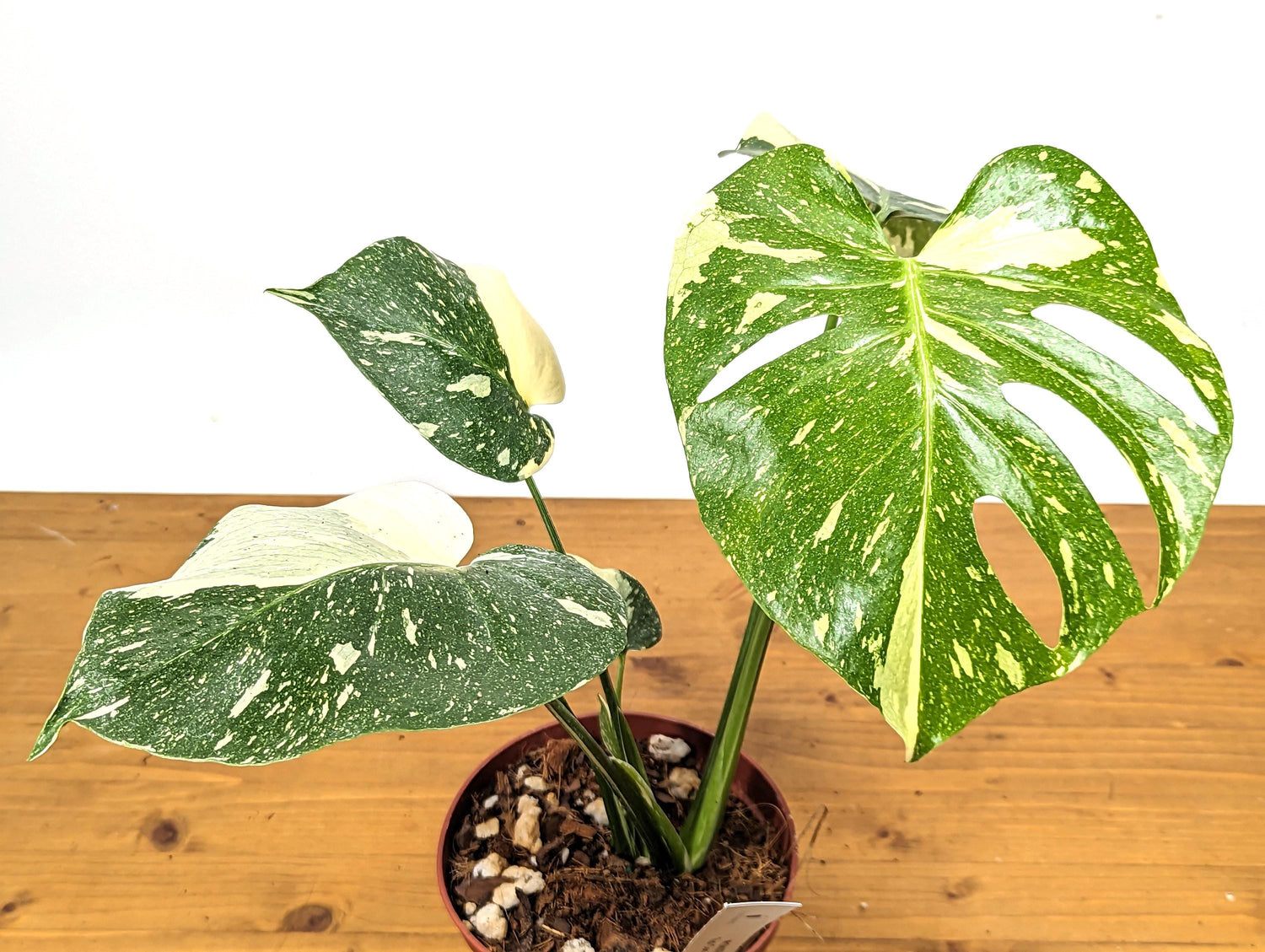 Exact Monstera Thai Constellation Green Snow 6 Inch 1 Gallon Pot - 