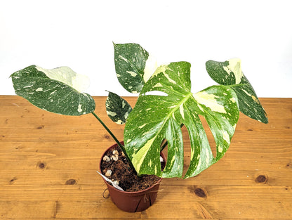 Exact Monstera Thai Constellation Green Snow 6 Inch 1 Gallon Pot - 