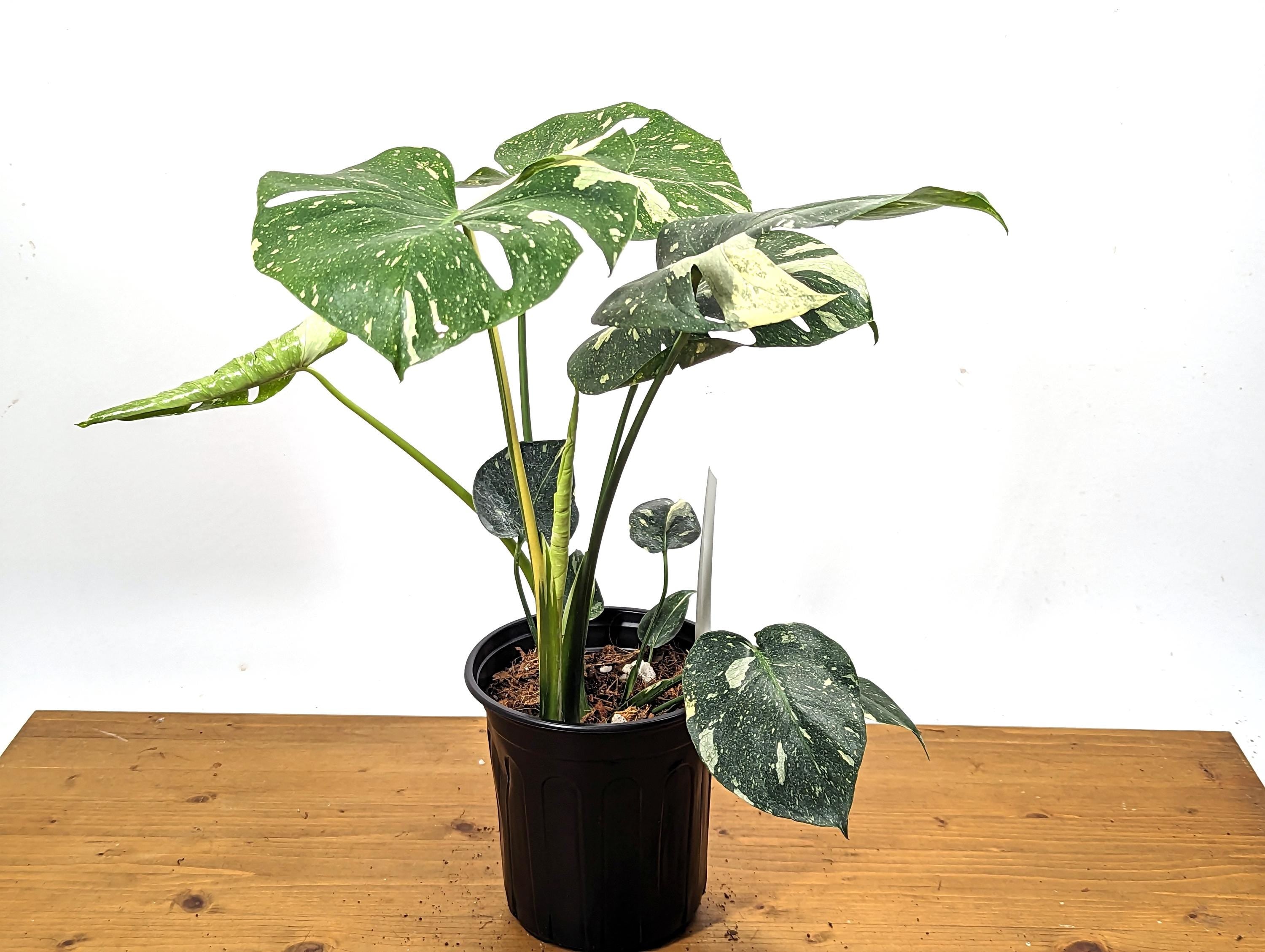 Exact Monstera Thai Constellation 2 PLANTS Fenestrated 1 Gallon Pot - 