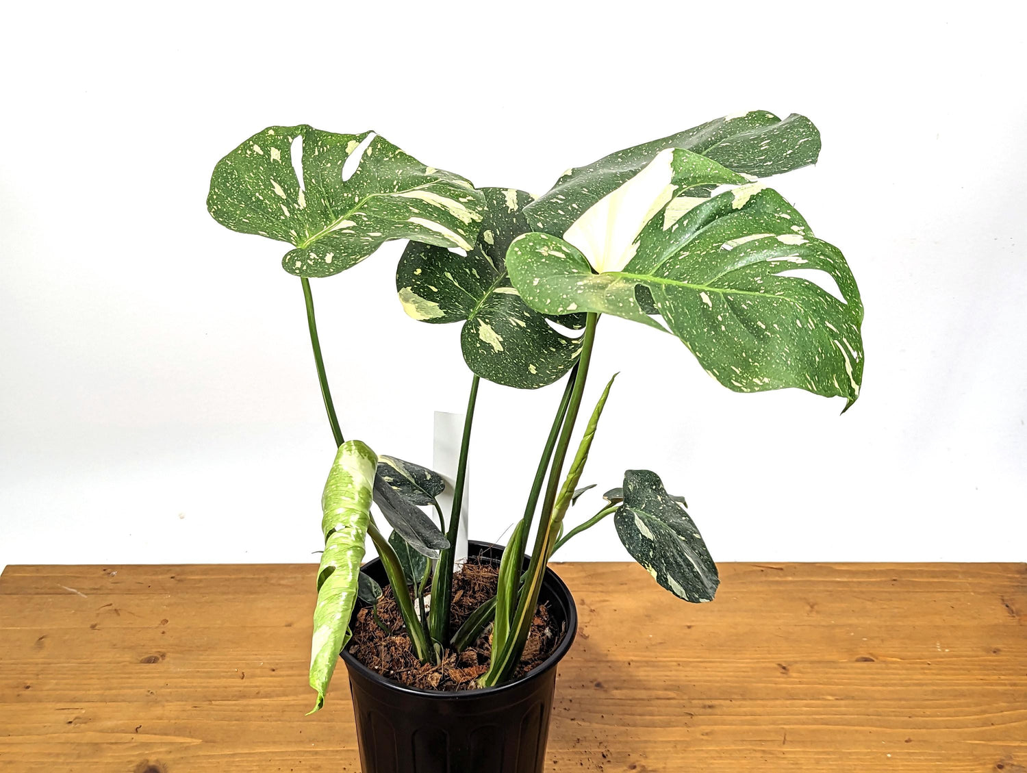 Exact Monstera Thai Constellation 2 PLANTS Fenestrated 1 Gallon Pot - 