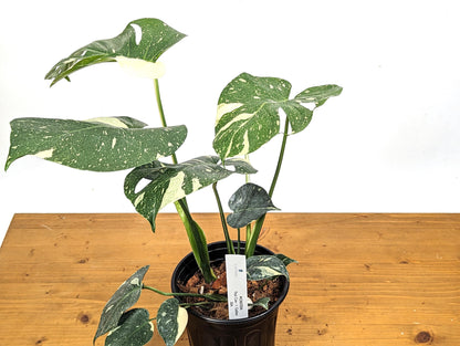 Exact Monstera Thai Constellation 2 PLANTS Fenestrated 1 Gallon Pot - 