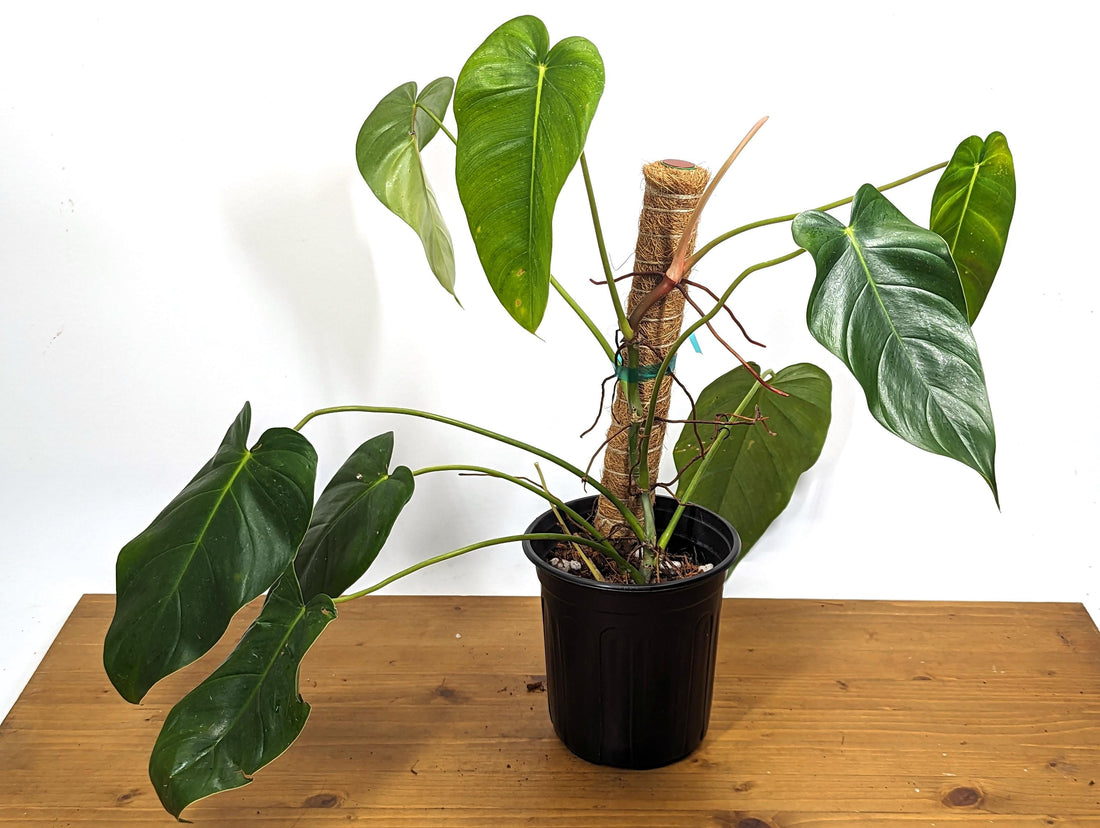 Exact Philodendron Quelali Round x Spiritus Sancti XL Plant 