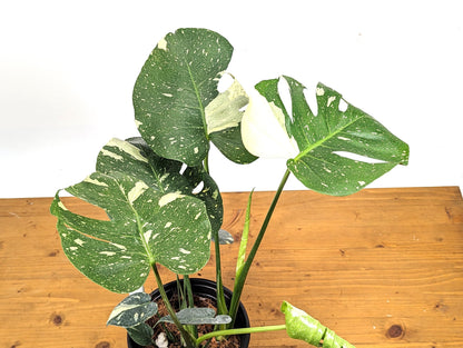 Exact Monstera Thai Constellation 2 PLANTS Fenestrated 1 Gallon Pot - 