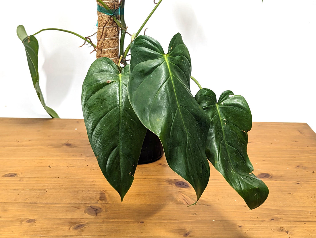 Exact Philodendron Quelali Round x Spiritus Sancti XL Plant 