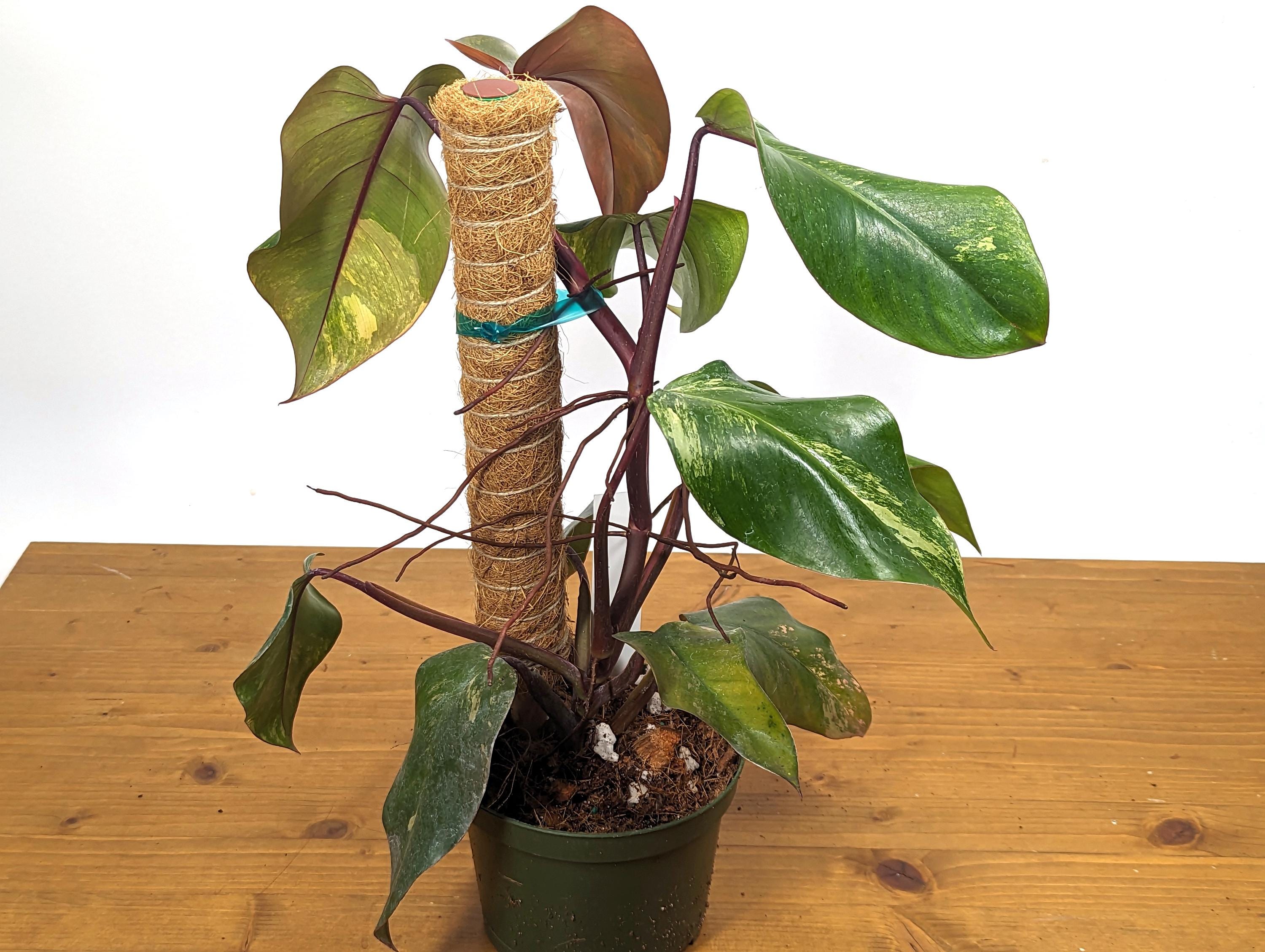 Large Philodendron Strawberry Shake on Coco Pole in 1 Gallon (6 Inch) Pot - Exact Plant 