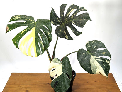 Tricolor Monstera Thai Constellation 8 Inch / 2 Gallon Pot - Exact Plant 