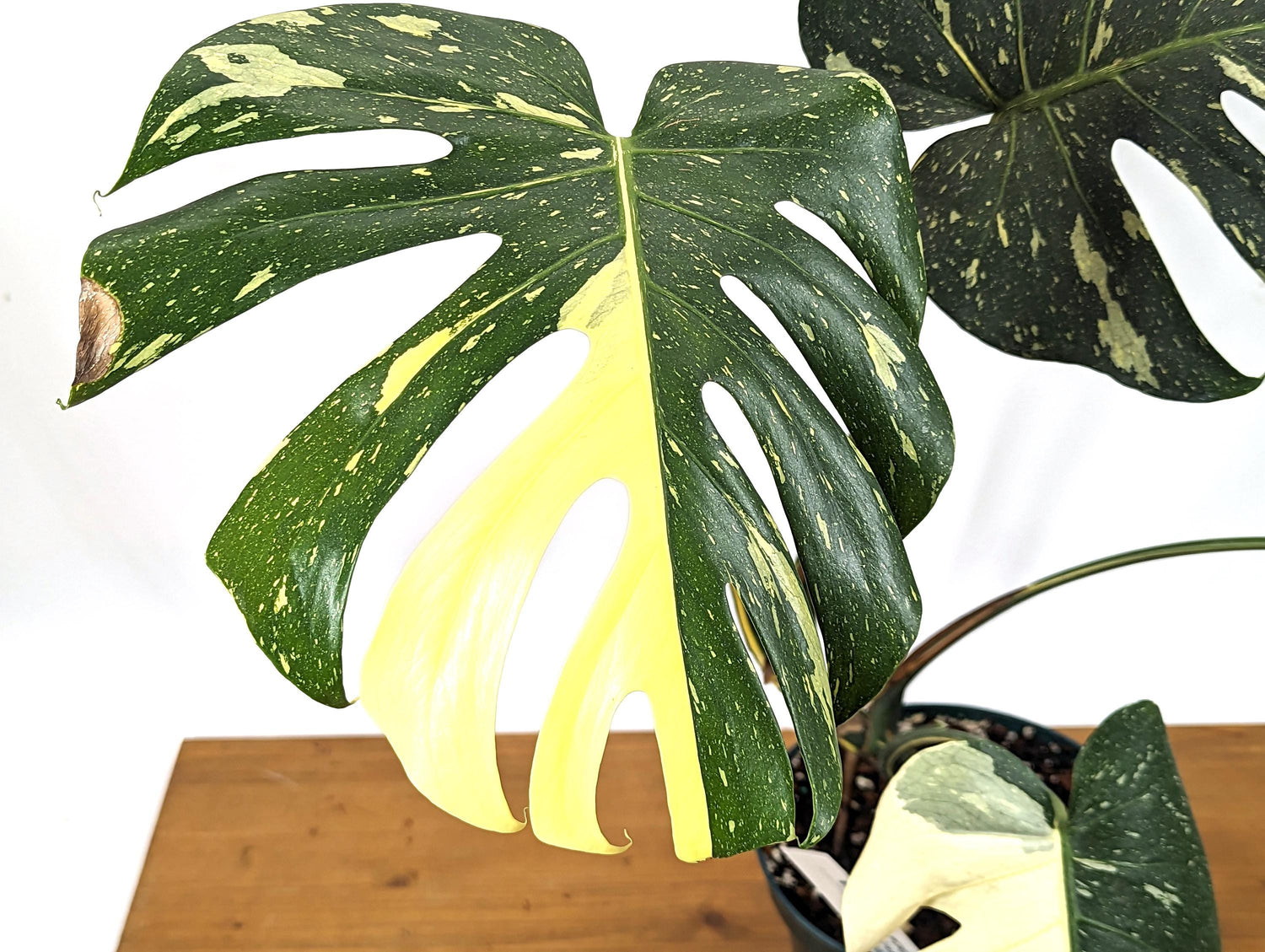 Tricolor Monstera Thai Constellation 8 Inch / 2 Gallon Pot - Exact Plant 