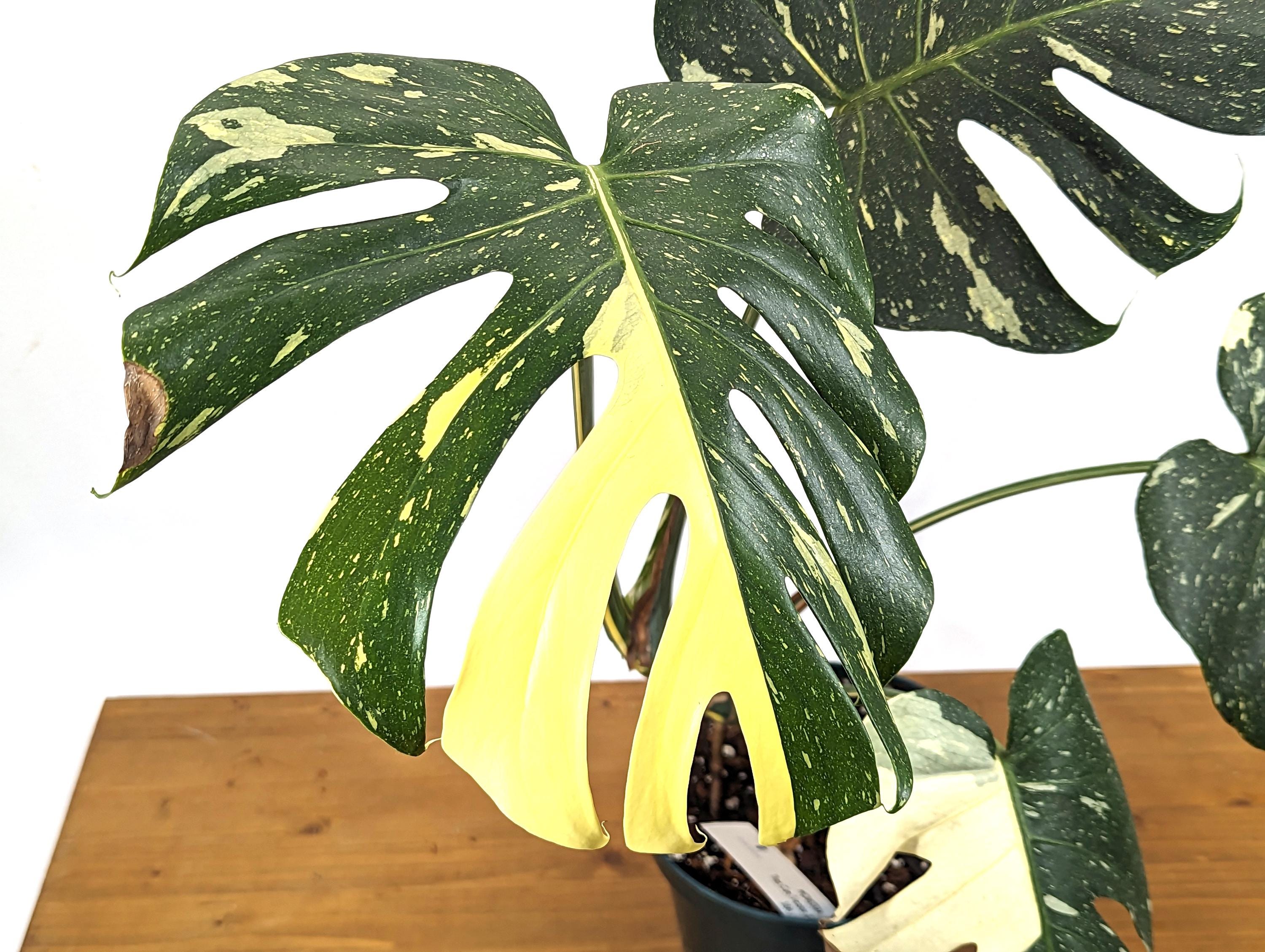 Tricolor Monstera Thai Constellation 8 Inch / 2 Gallon Pot - Exact Plant 