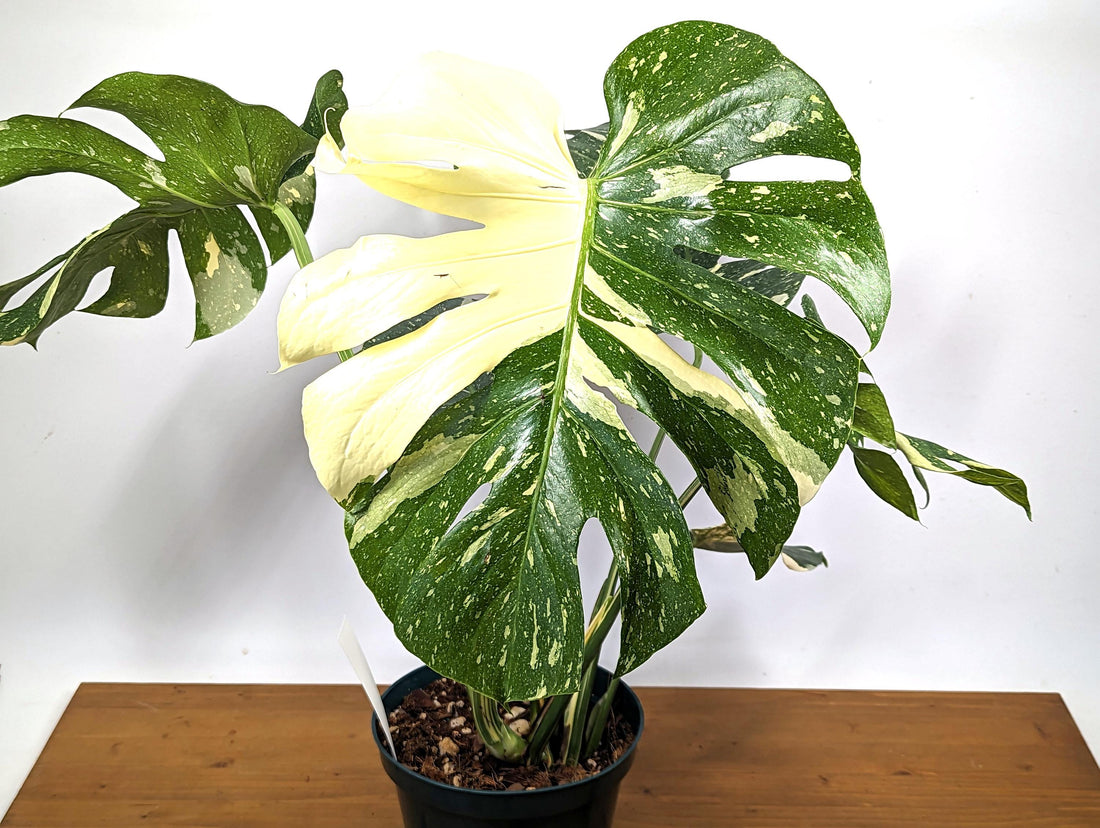 Monstera Thai Constellation Creme Brulee Sectoral Variegation 8 Inch / 2 Gallon Pot -Exact 