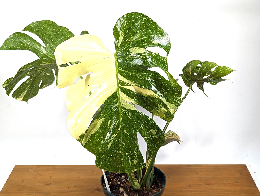 Monstera Thai Constellation Creme Brulee Sectoral Variegation 8 Inch / 2 Gallon Pot -Exact 