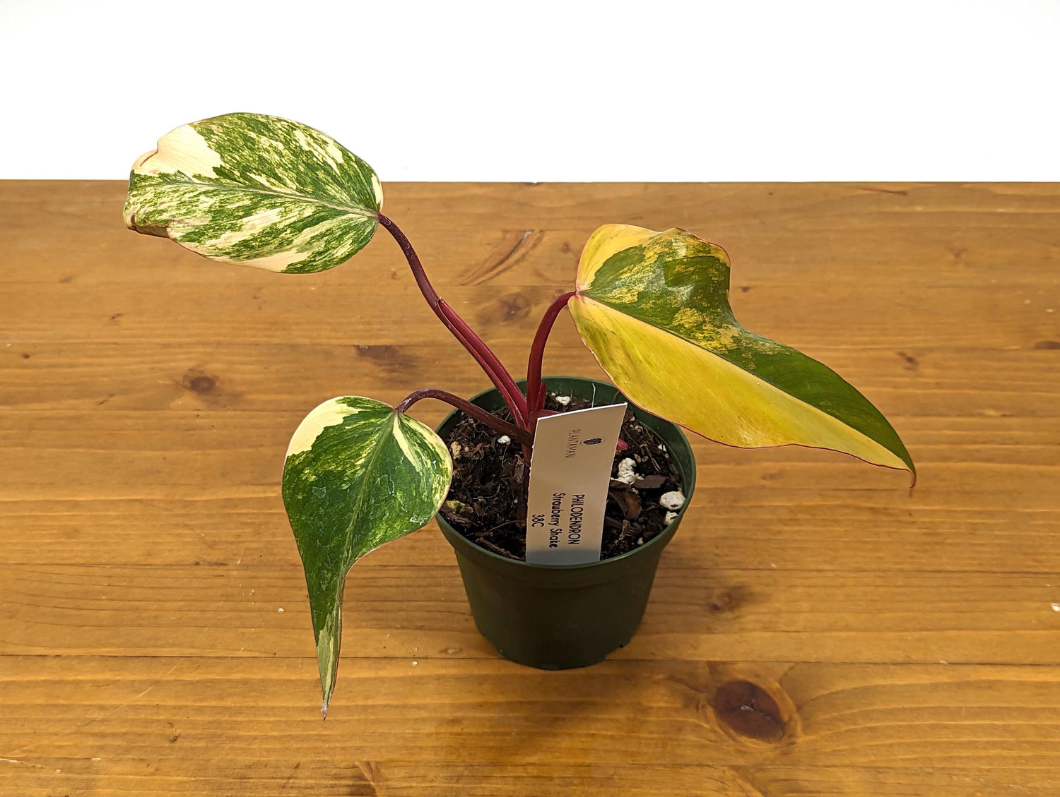 Philodendron Strawberry Shake Half Moon in 4 inch pot - Exact Plant 