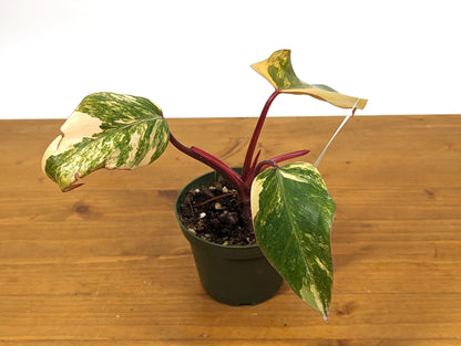 Philodendron Strawberry Shake Half Moon in 4 inch pot - Exact Plant 