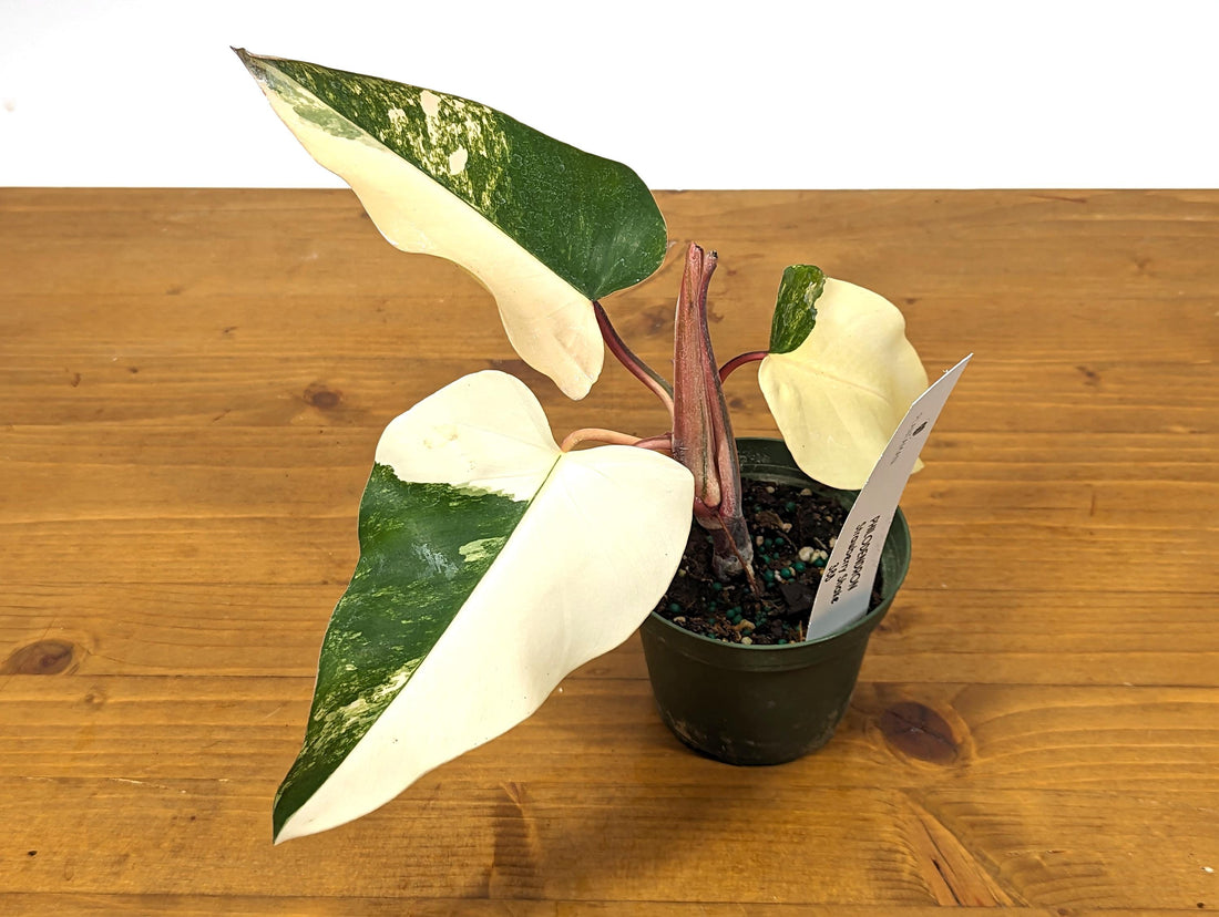 Philodendron Strawberry Shake HIGH White Color 4 inch pot - Exact Plant 