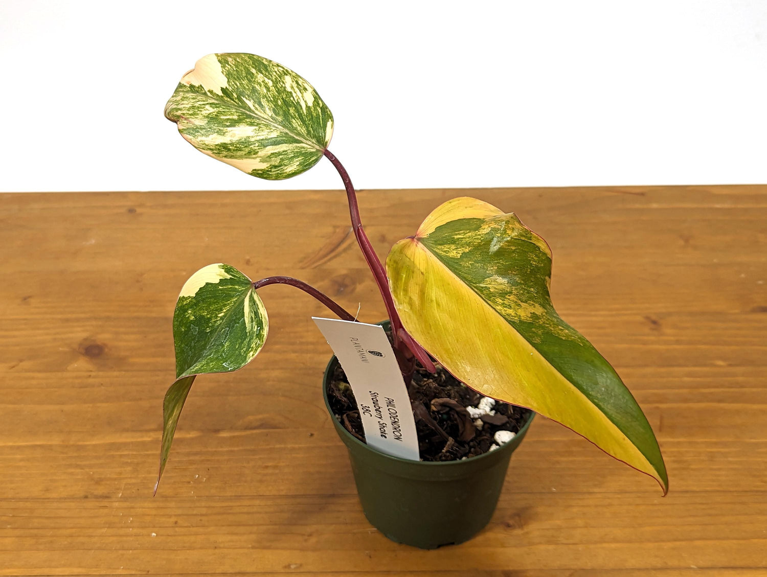 Philodendron Strawberry Shake Half Moon in 4 inch pot - Exact Plant 