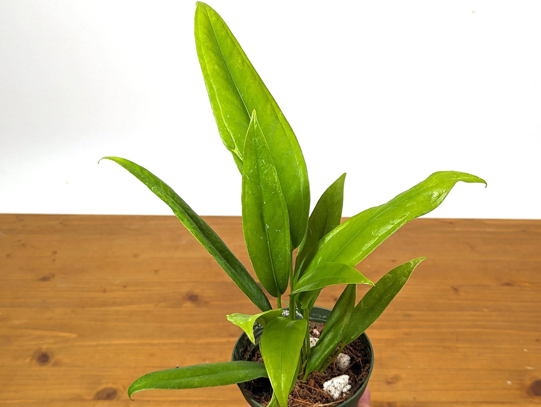 Anthurium Vittarifolium (Juvenile) in 4 inch pot | Live Plant Similar to A. Pendens and A. Pallidiflorum Large Strappy Leaf Anthurium