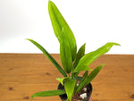 Anthurium Vittariifolium