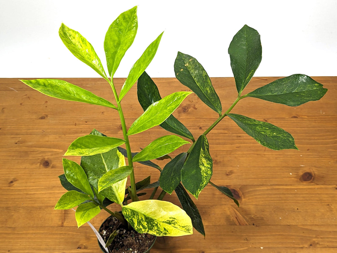 Exact Variegated ZZ Plant Zamioculcas zamiifolia  Multiple Growth Points - 4 inch pot 