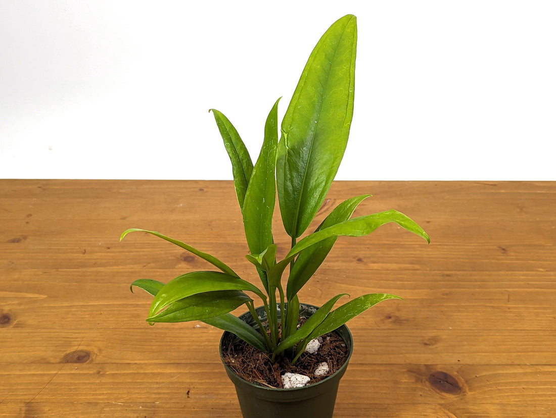 Anthurium Vittarifolium (Juvenile) in 4 inch pot | Live Plant Similar to A. Pendens and A. Pallidiflorum Large Strappy Leaf Anthurium