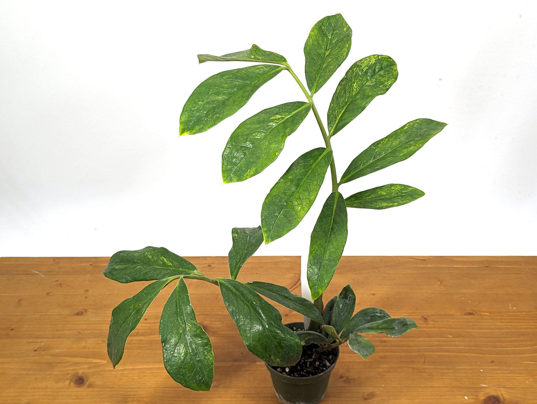 Exact Variegated ZZ Plant Zamioculcas zamiifolia  - 4 inch pot 