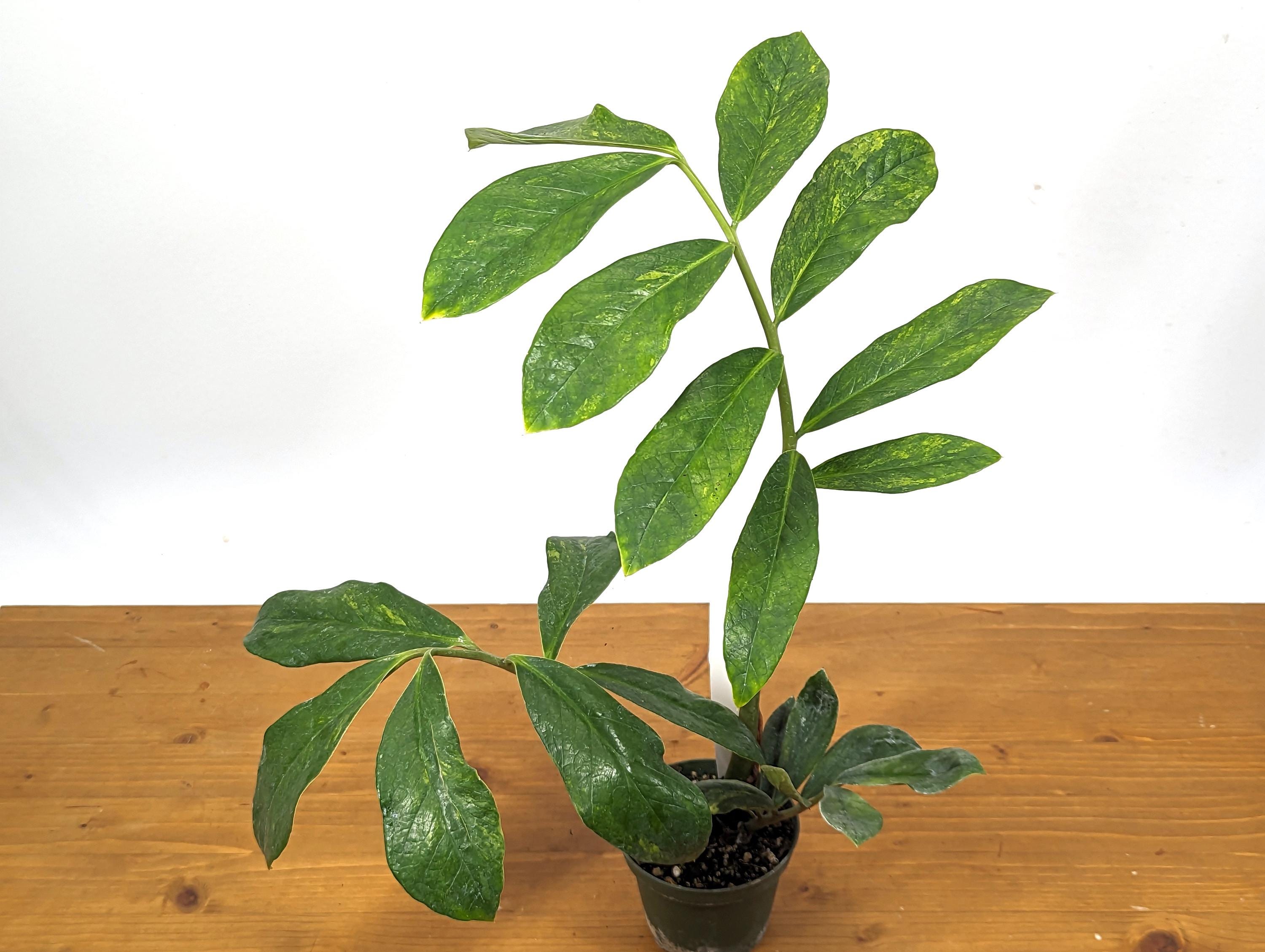 Exact Variegated ZZ Plant Zamioculcas zamiifolia  - 4 inch pot 