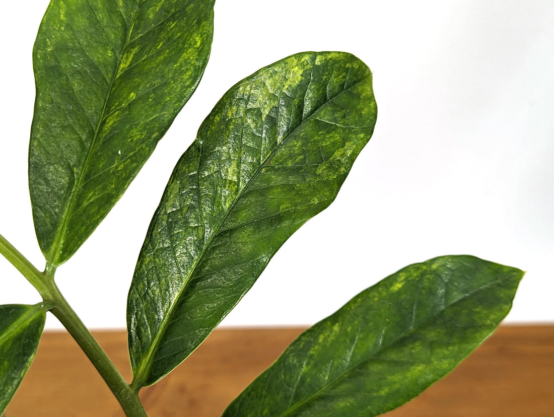 Exact Variegated ZZ Plant Zamioculcas zamiifolia  - 4 inch pot 