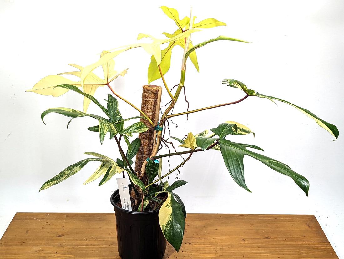 Exact High Color Philodendron Florida Beauty 1 Gallon Pot - 12+ Leaves - Variegated With 12&quot; Coco Pole - 