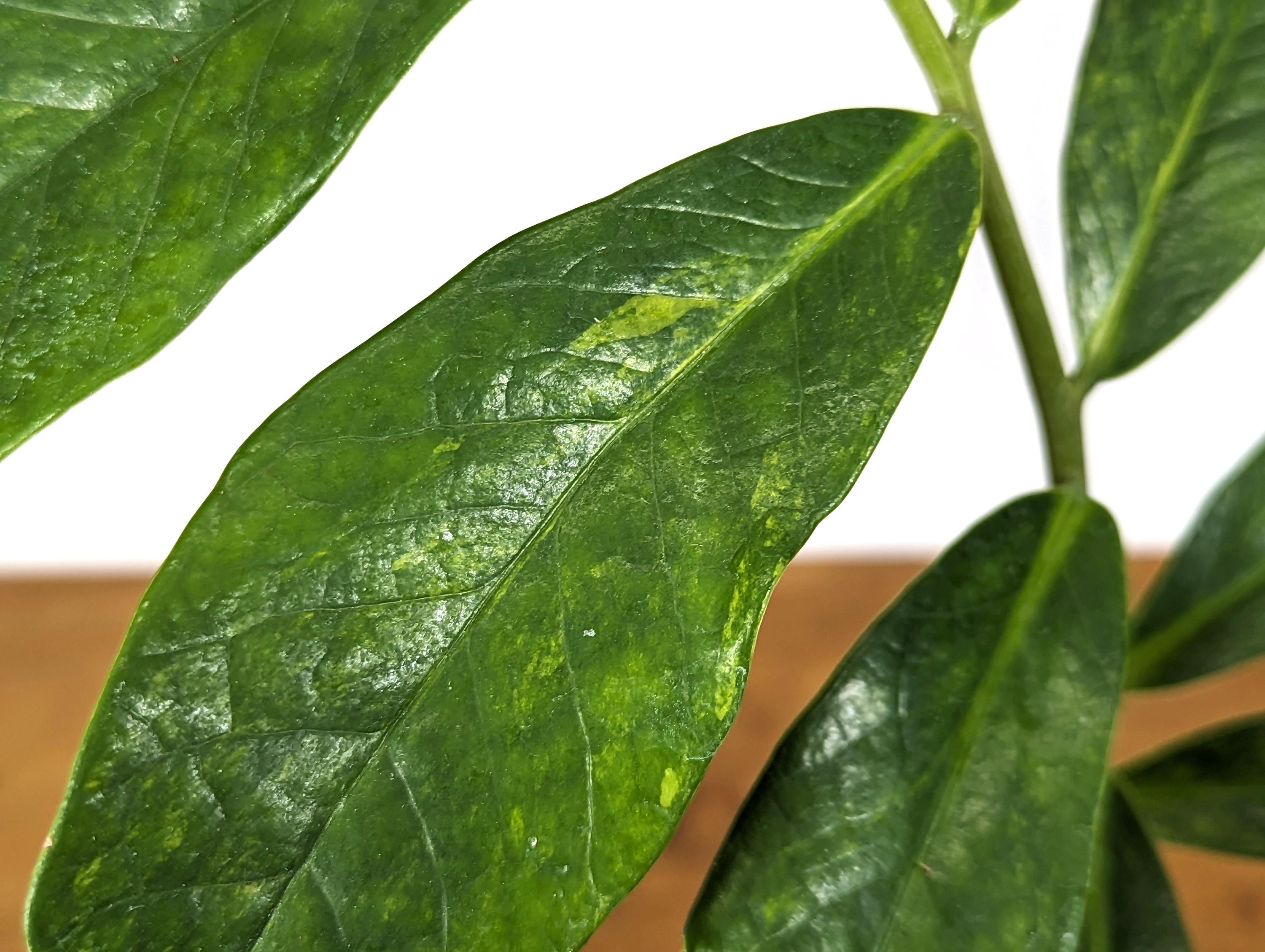 Exact Variegated ZZ Plant Zamioculcas zamiifolia  - 4 inch pot 