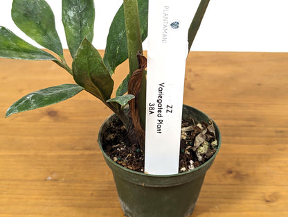 Exact Variegated ZZ Plant Zamioculcas zamiifolia  - 4 inch pot 