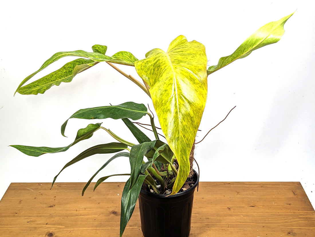 Exact XL Philodendron Orange Marmalade Variegated Plant in 1 Gallon Pot with Pole