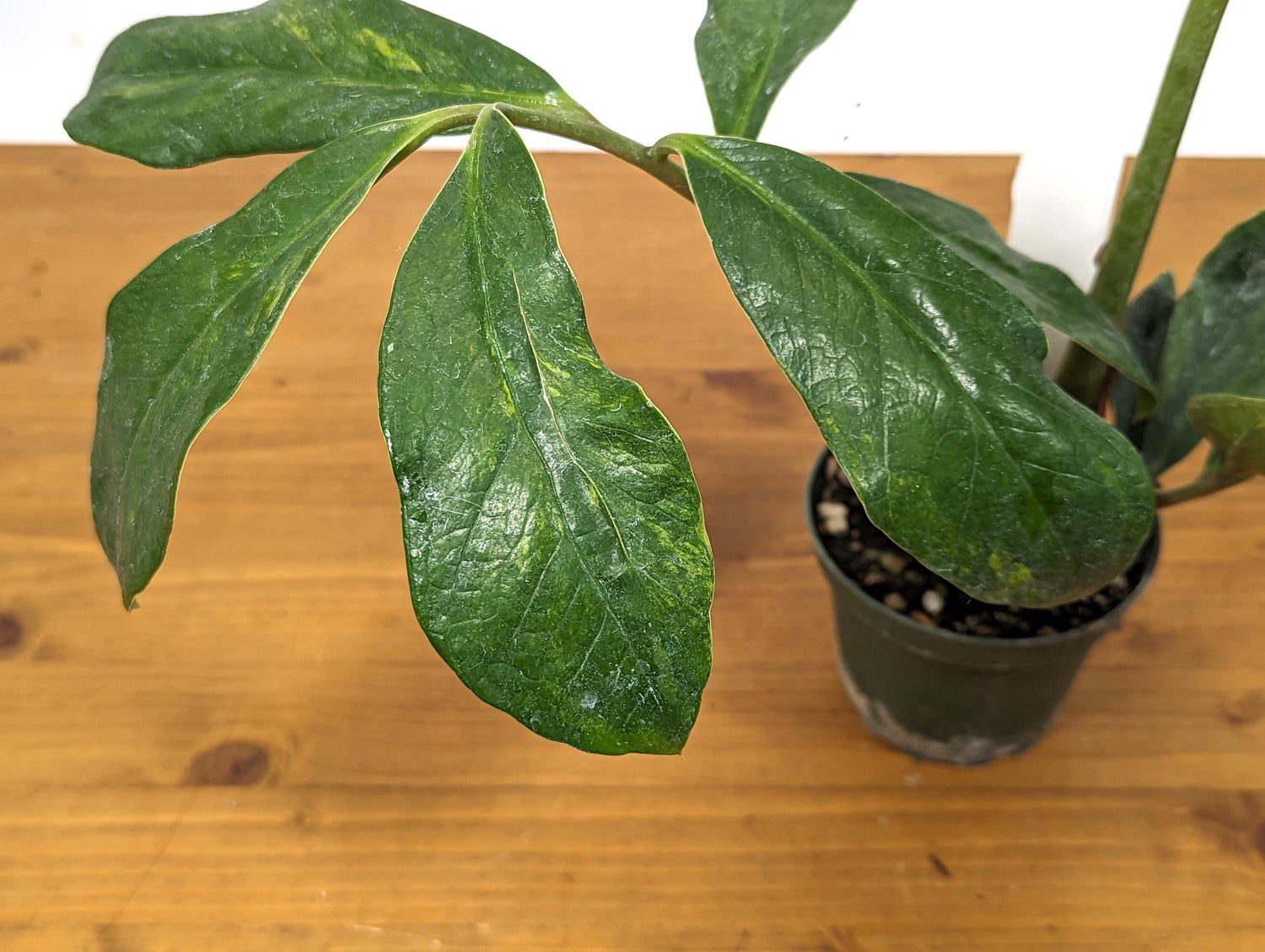 Exact Variegated ZZ Plant Zamioculcas zamiifolia  - 4 inch pot 