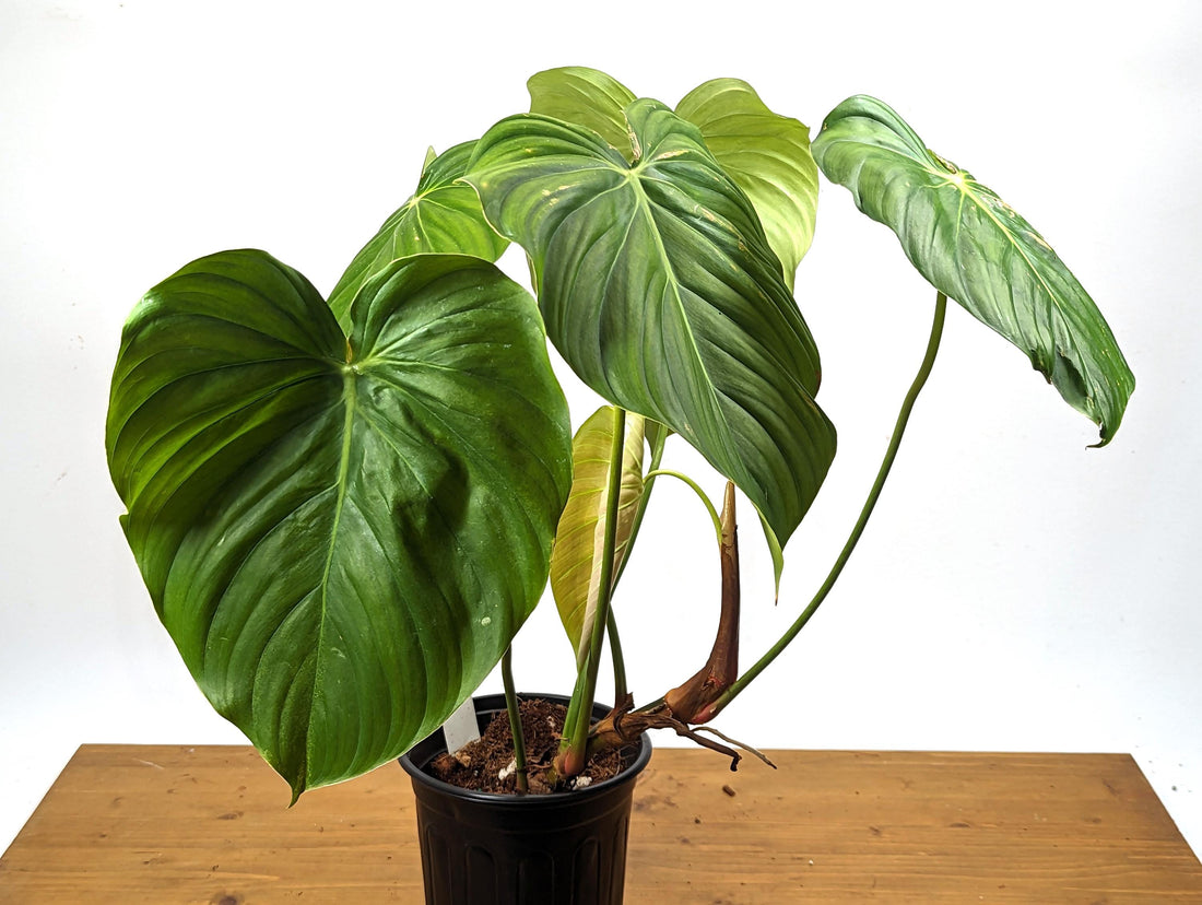 Exact XL Philodendron Celebration (El Choco rubrijuvenile x Pastazanum) - 