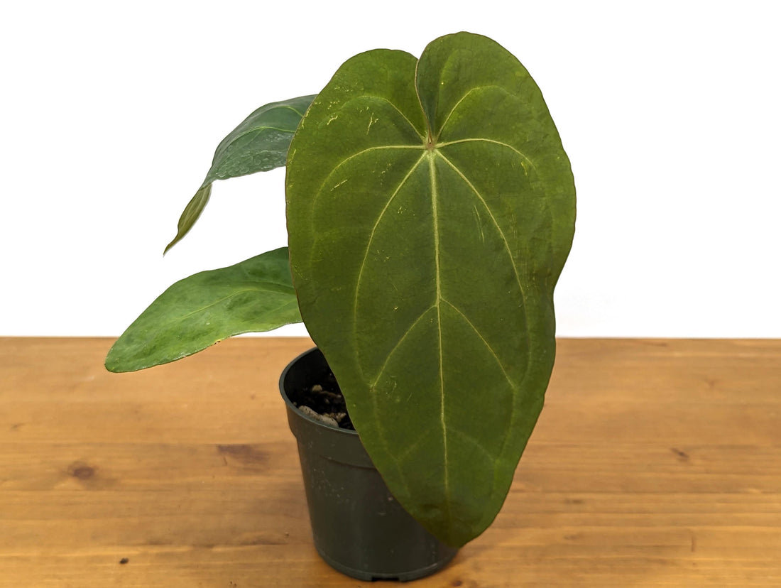 EXACT Anthurium &