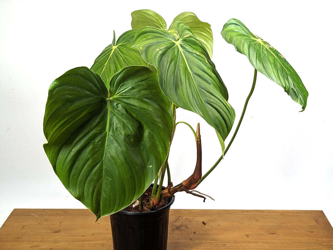 Exact XL Philodendron Celebration (El Choco rubrijuvenile x Pastazanum) - 