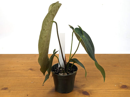 Anthurium Crystallinum x Papillilaminum &