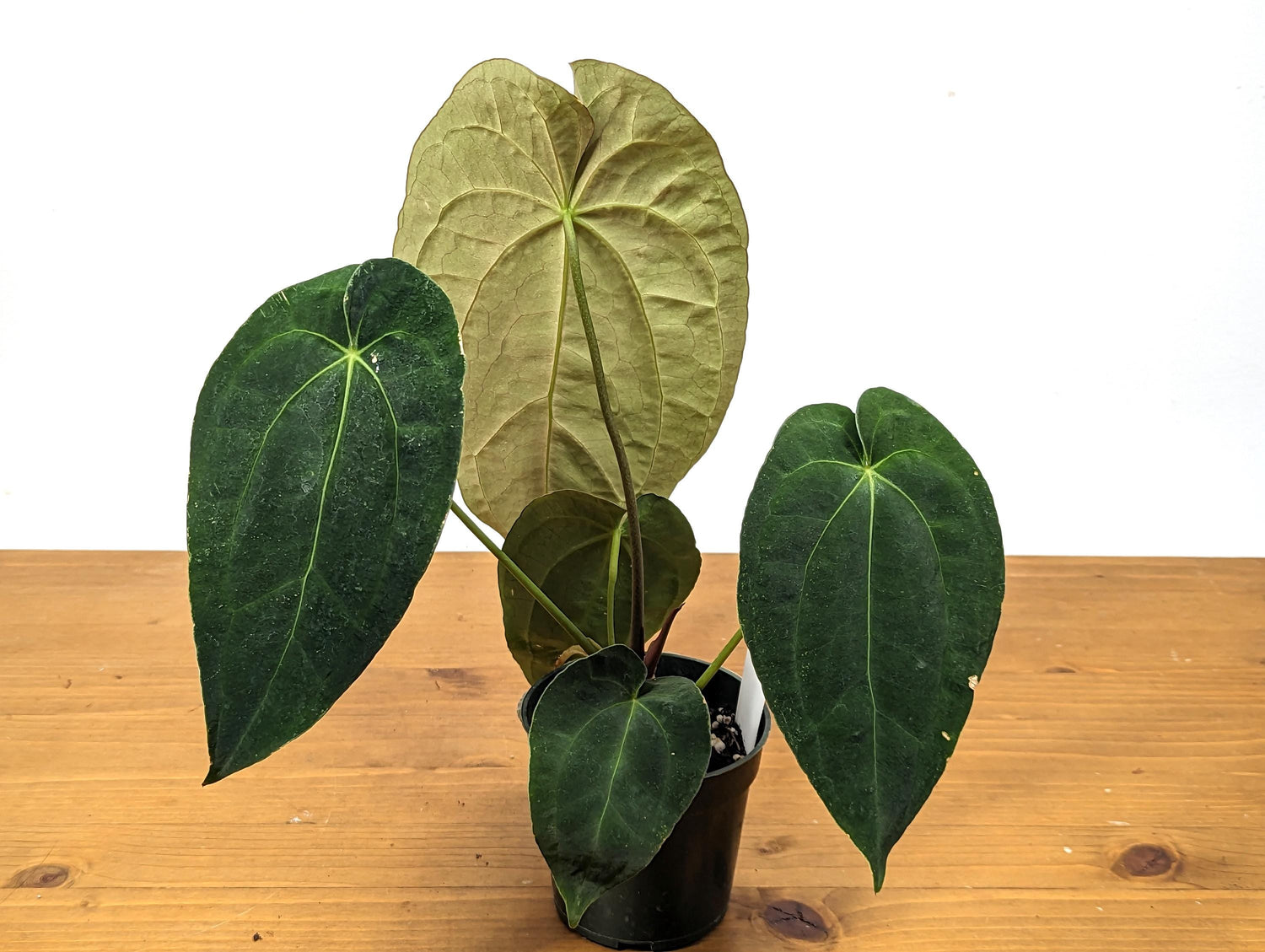 Anthurium Crystallinum x Papillilaminum &