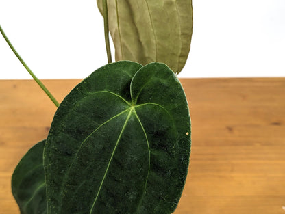 Anthurium Crystallinum x Papillilaminum &