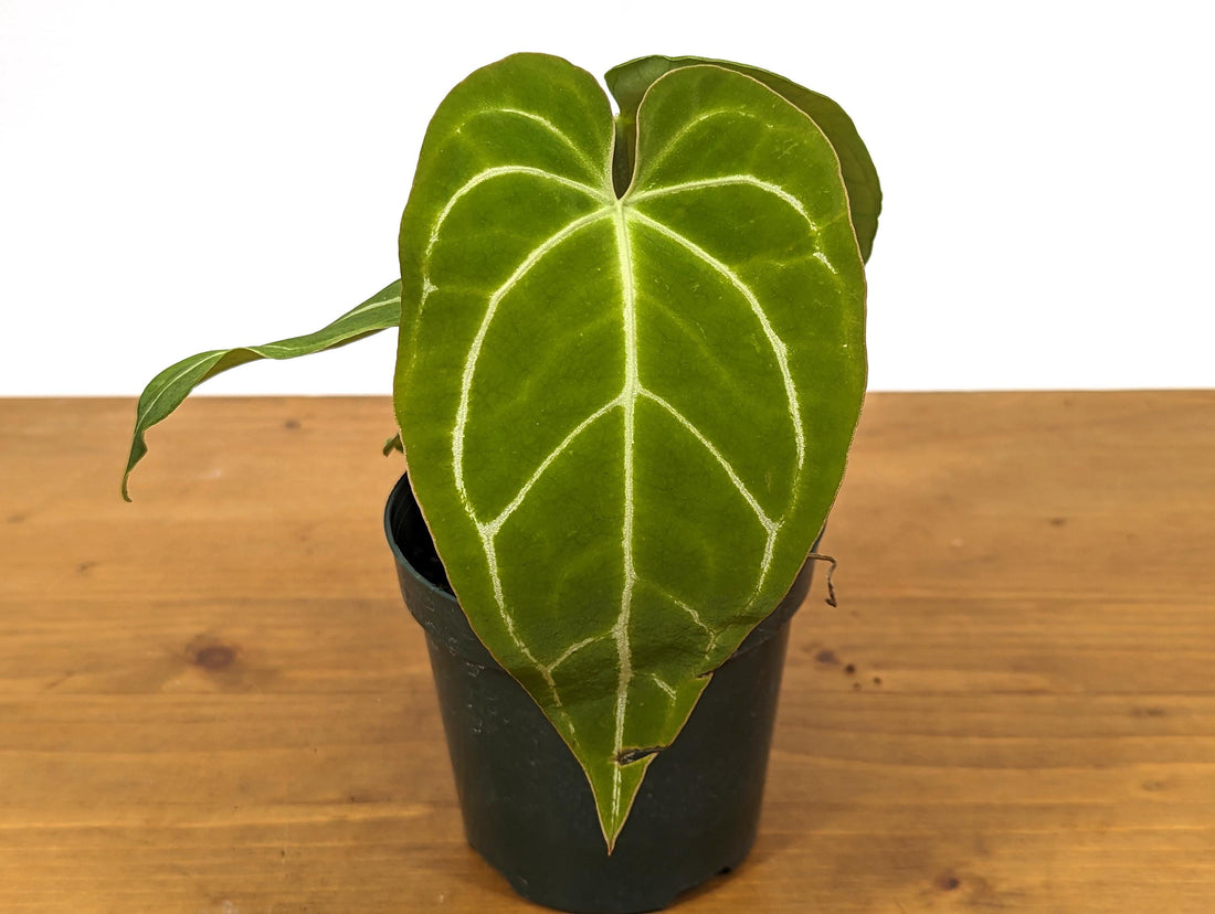 Anthurium Crystallinum - Rooted Acclimated Houseplant in 4 inch pot