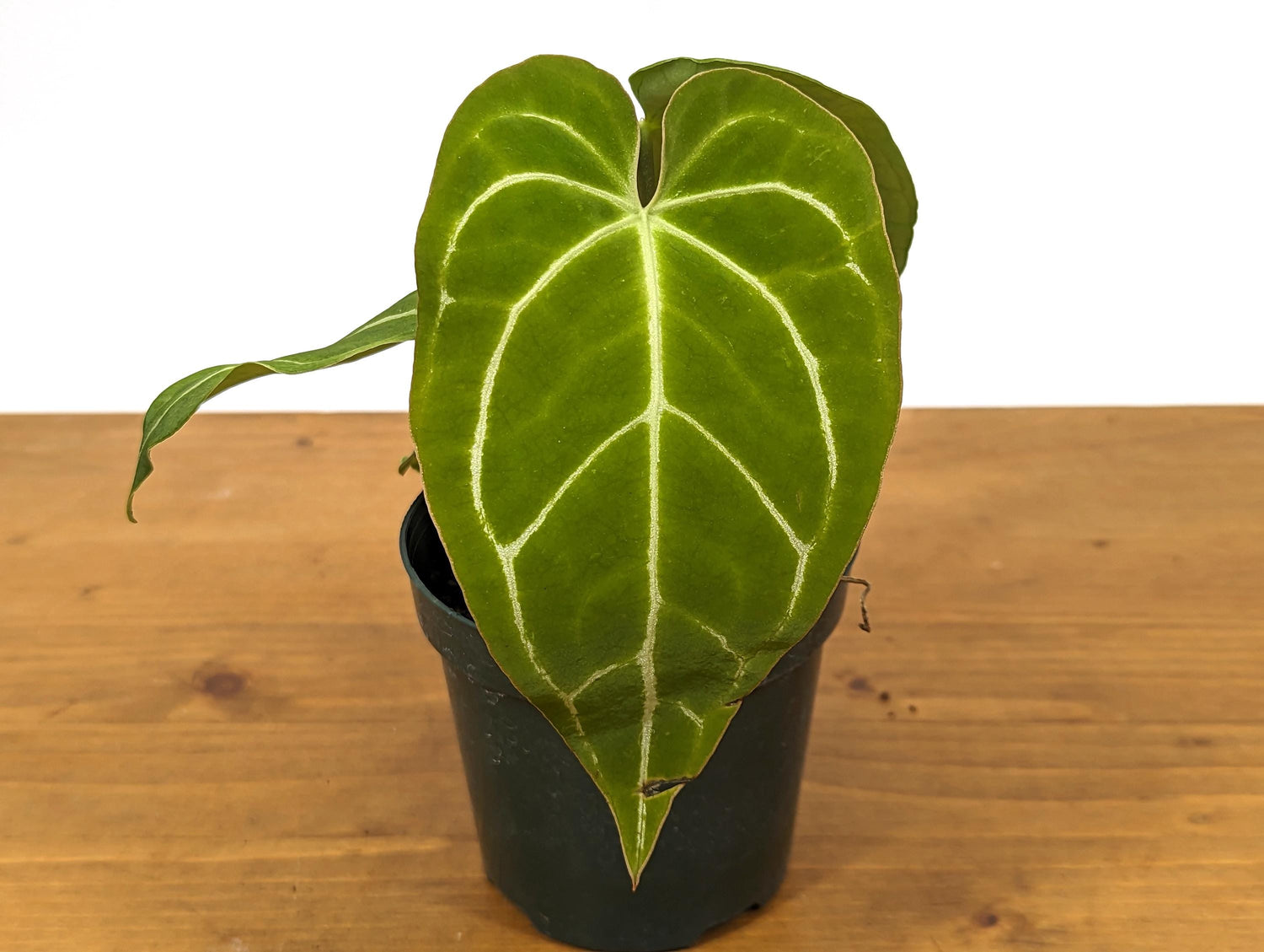 Anthurium Crystallinum - Rooted Acclimated Houseplant in 4 inch pot