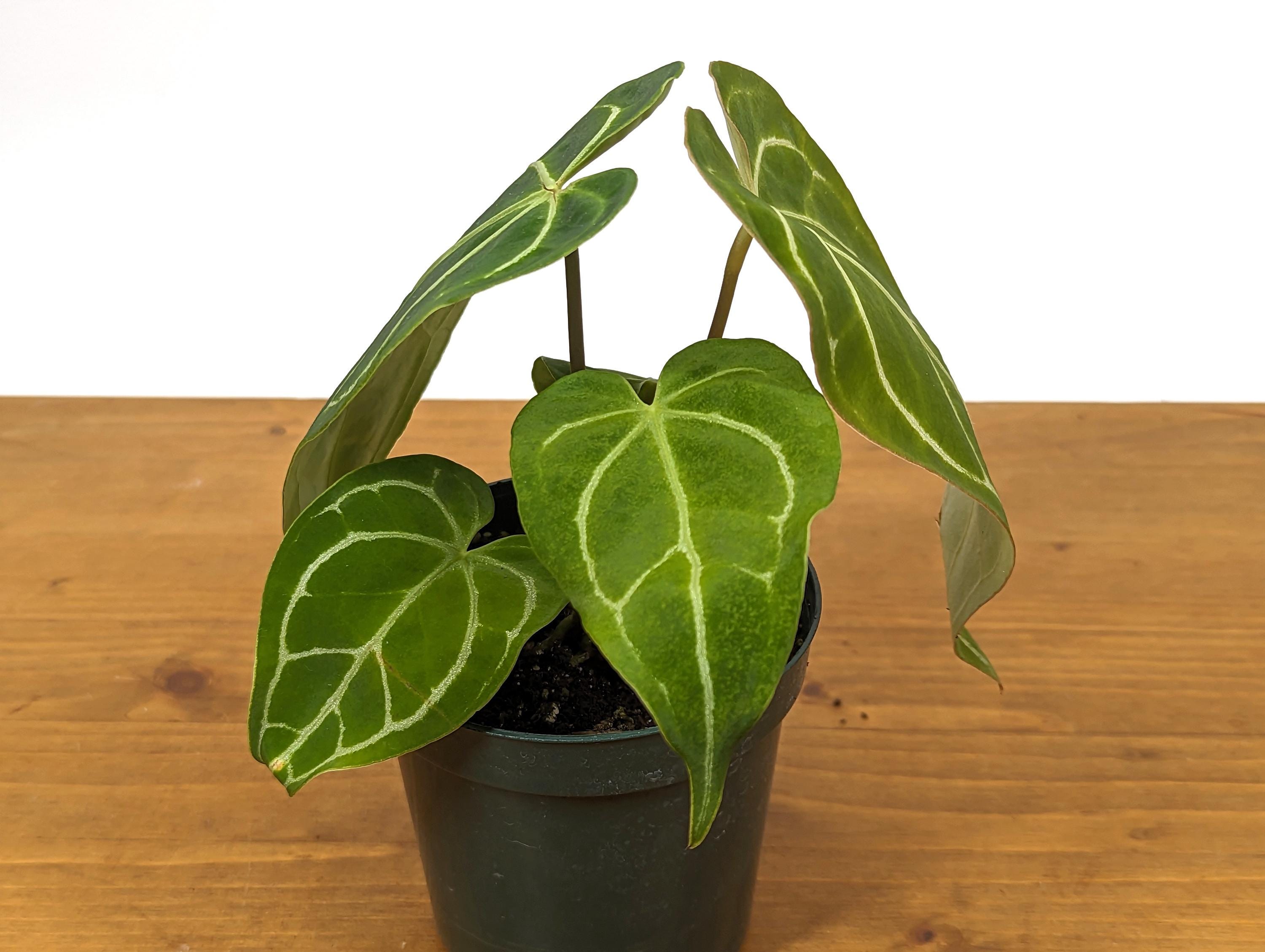 Anthurium Crystallinum - Rooted Acclimated Houseplant in 4 inch pot