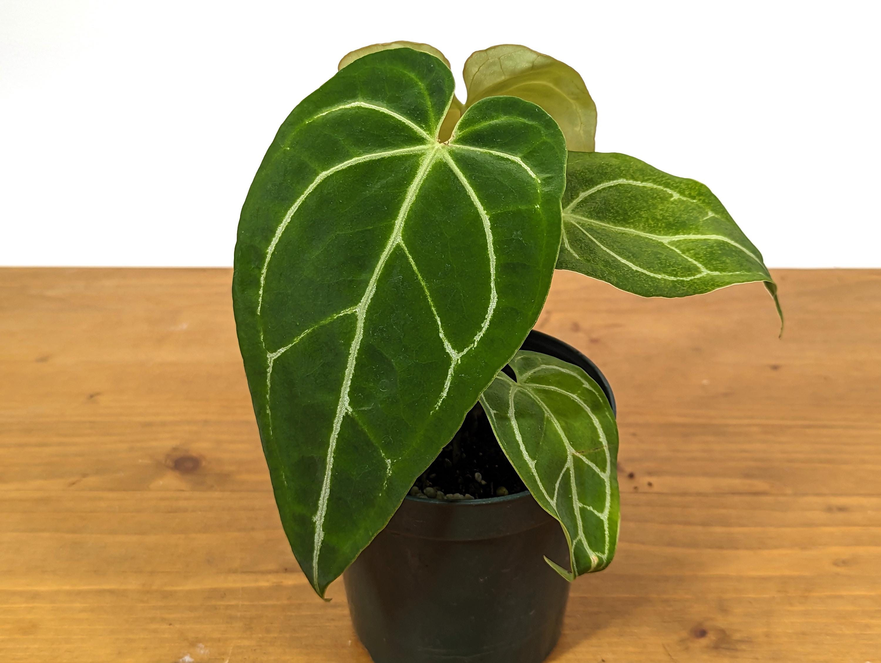 Anthurium Crystallinum - Rooted Acclimated Houseplant in 4 inch pot